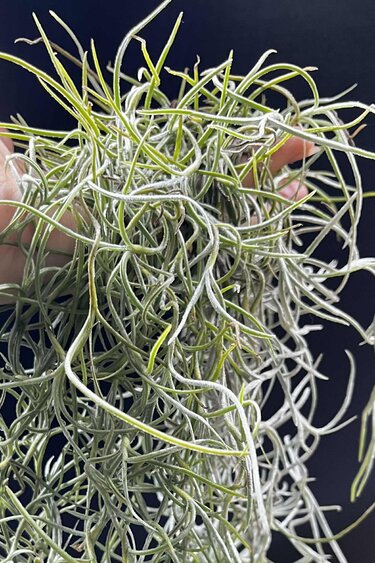 Magazoo Plante Mousse Espagnol | Tillandsia usneoides Format : Un paquet complet d'environ 45 cm.