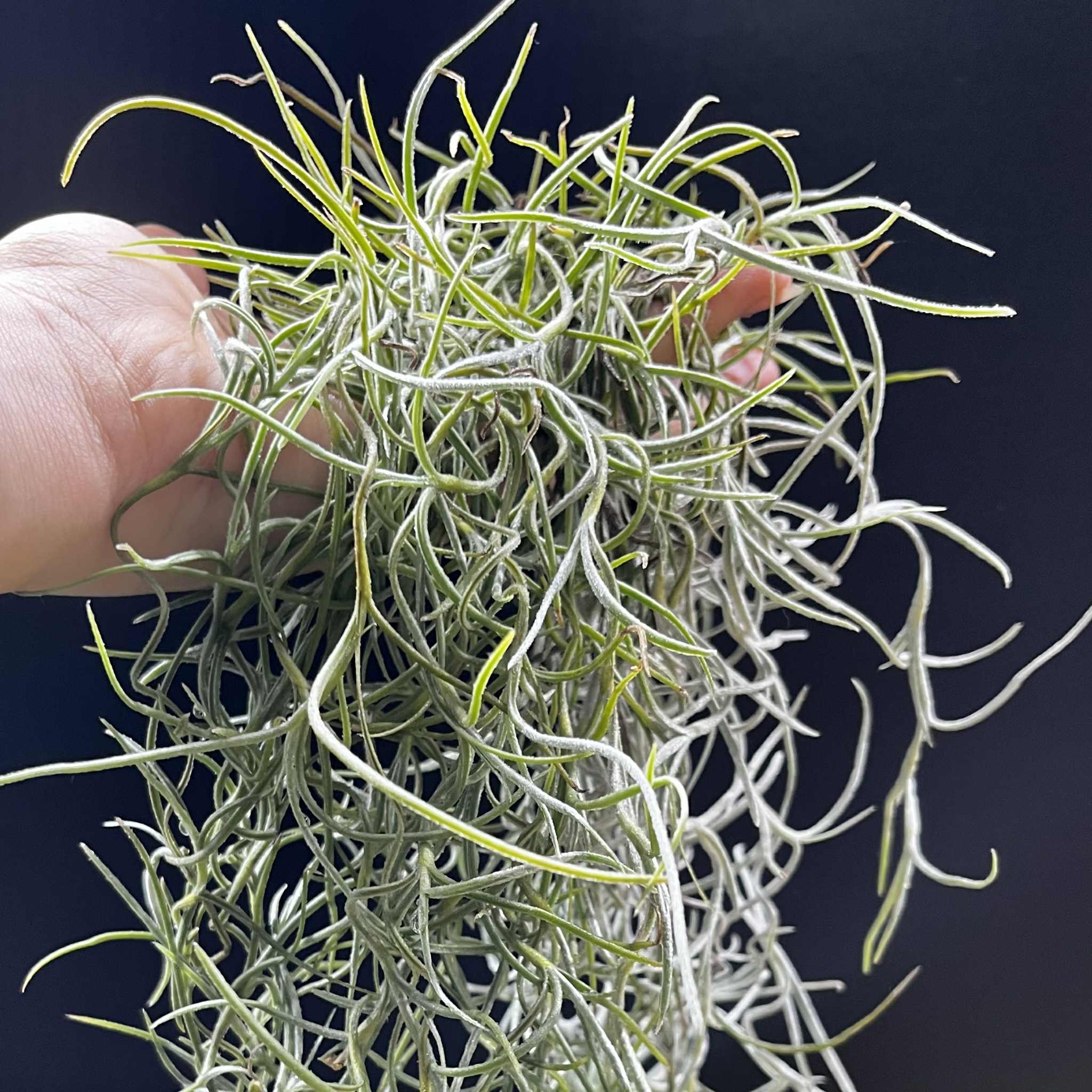 Magazoo Plante Mousse Espagnol | Tillandsia usneoides Format : Un paquet complet d'environ 45 cm.