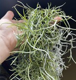 Magazoo Plante Mousse Espagnol | Tillandsia usneoides Format : Un paquet complet d'environ 45 cm.