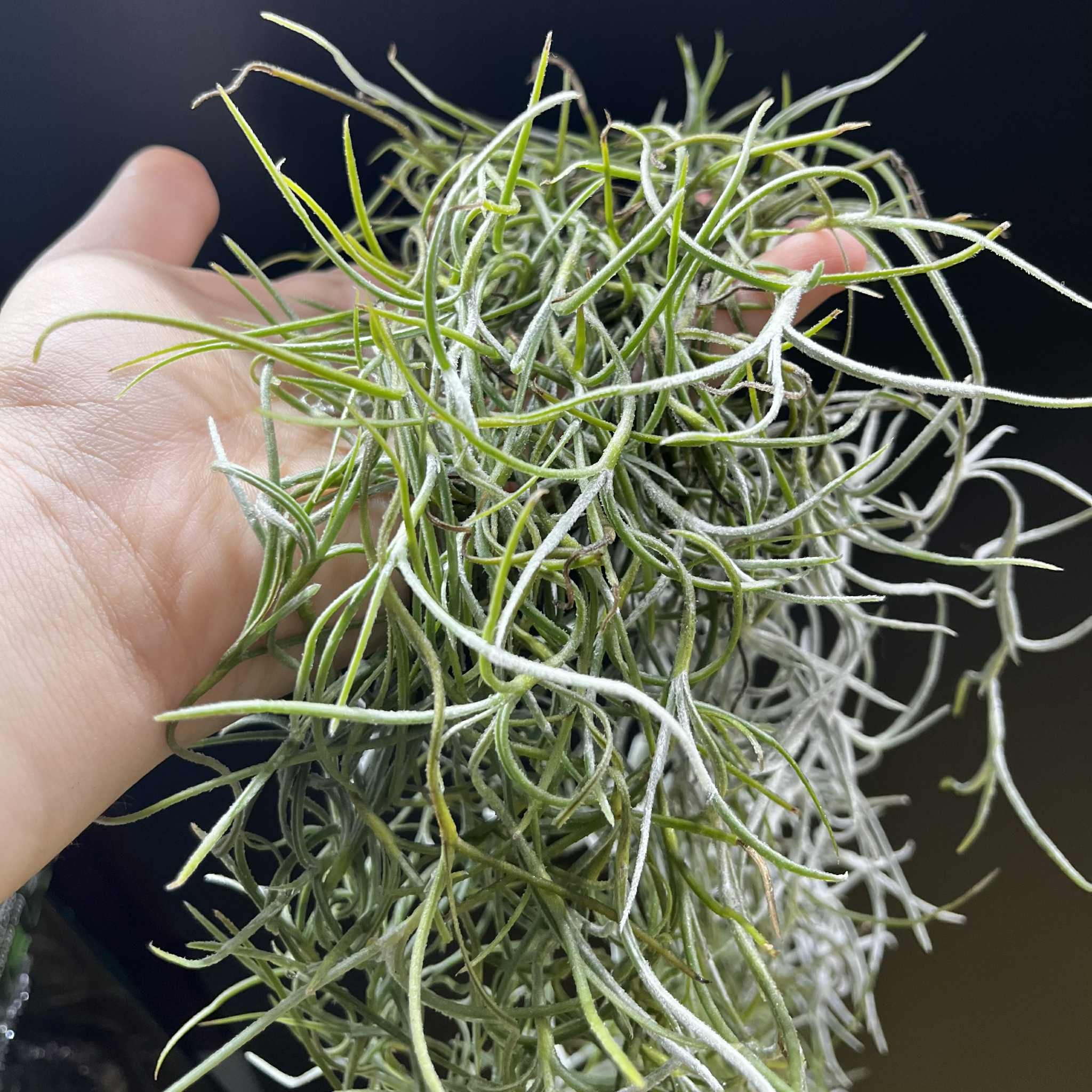 Magazoo Plante Mousse Espagnol | Tillandsia usneoides Format : Un paquet complet d'environ 45 cm.