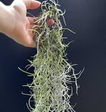 Magazoo Spanish Moss Plant | Tillandsia usneoides  Format: A complete package of approximately 45 cm.