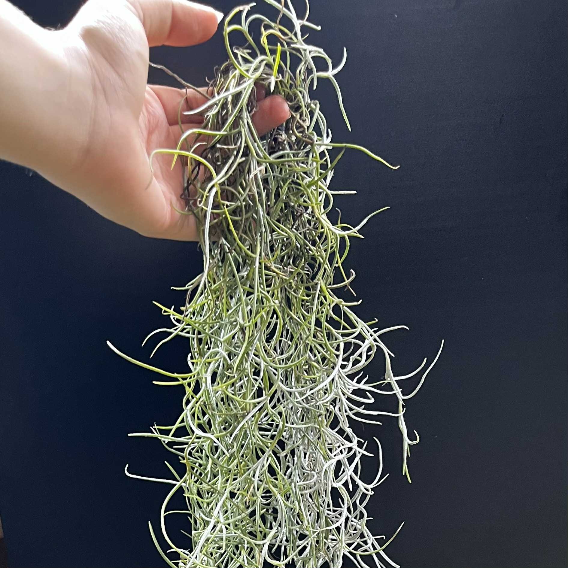 Magazoo Plante Mousse Espagnol | Tillandsia usneoides Format : Un paquet complet d'environ 45 cm.