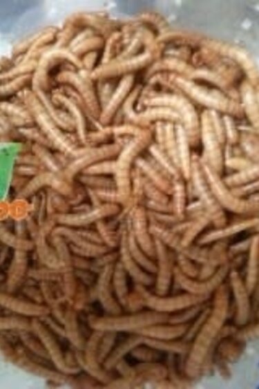 Magazoo Mealworms - Mealworm apx 1000