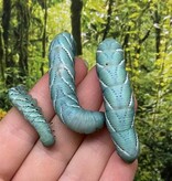 Magazoo Vers goliath  G1 - Goliath worm - Hornworm G1