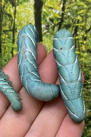 Magazoo Vers goliath  G1 - Goliath worm - Hornworm G1