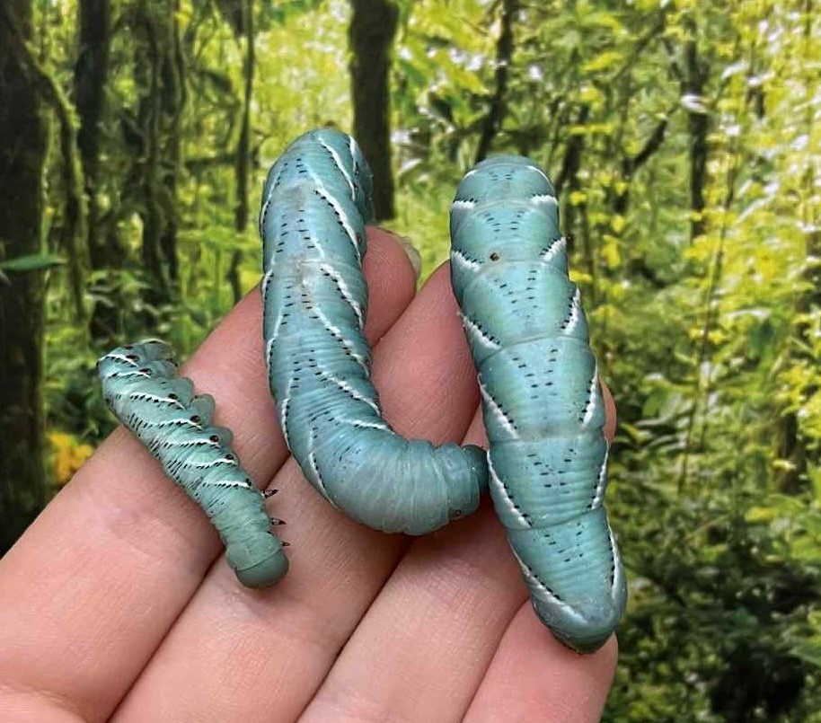 Magazoo Vers goliath  G1 - Goliath worm - Hornworm G1