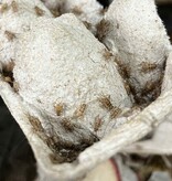 Magazoo Grillon à bande 1/8 '' (Gryllodes sigillatus)