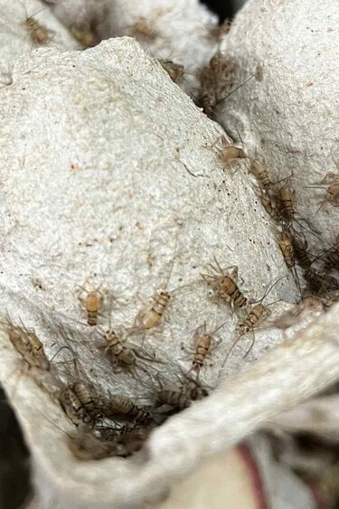 Magazoo Grillon à bande 1/8 '' (Gryllodes sigillatus)