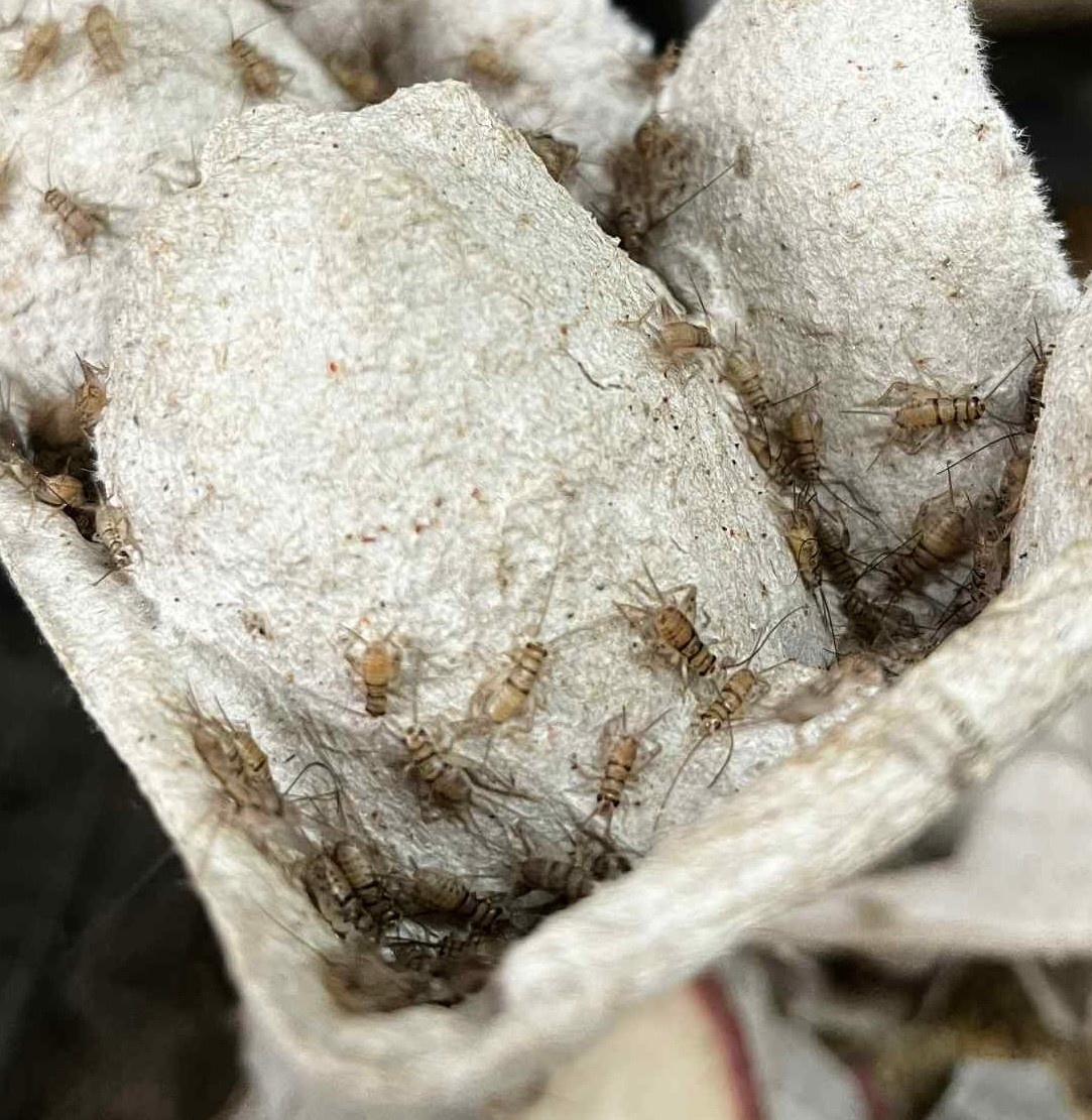 Magazoo Grillon à bande 1/8 '' (Gryllodes sigillatus)