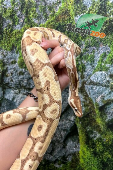 Magazoo Banana 5 years old Ball Python / 2nd chance -  Adoption