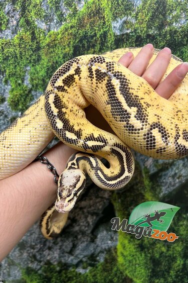 Magazoo Python royal Pastel Freeway Mâle 3 ans / Adoption - 2ième chance