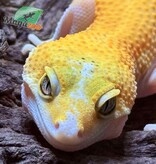 Magazoo Patternless Eclipse Female Leopard Gecko 03/29/25