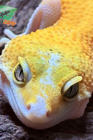 Magazoo Patternless Eclipse Female Leopard Gecko 03/29/25