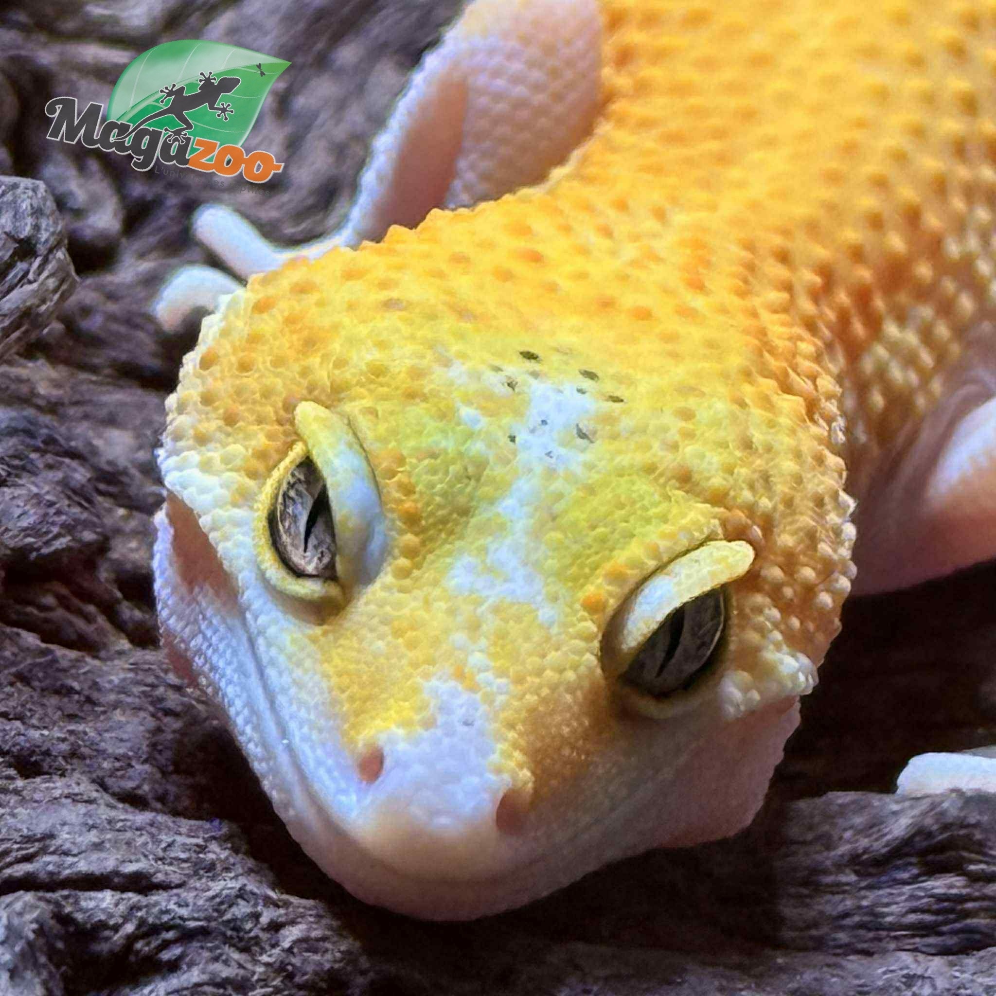 Magazoo Patternless Eclipse Female Leopard Gecko 03/29/25