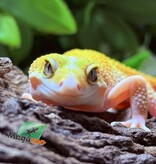 Magazoo Gecko léopard Patternless Éclipse Femelle 29/03/25