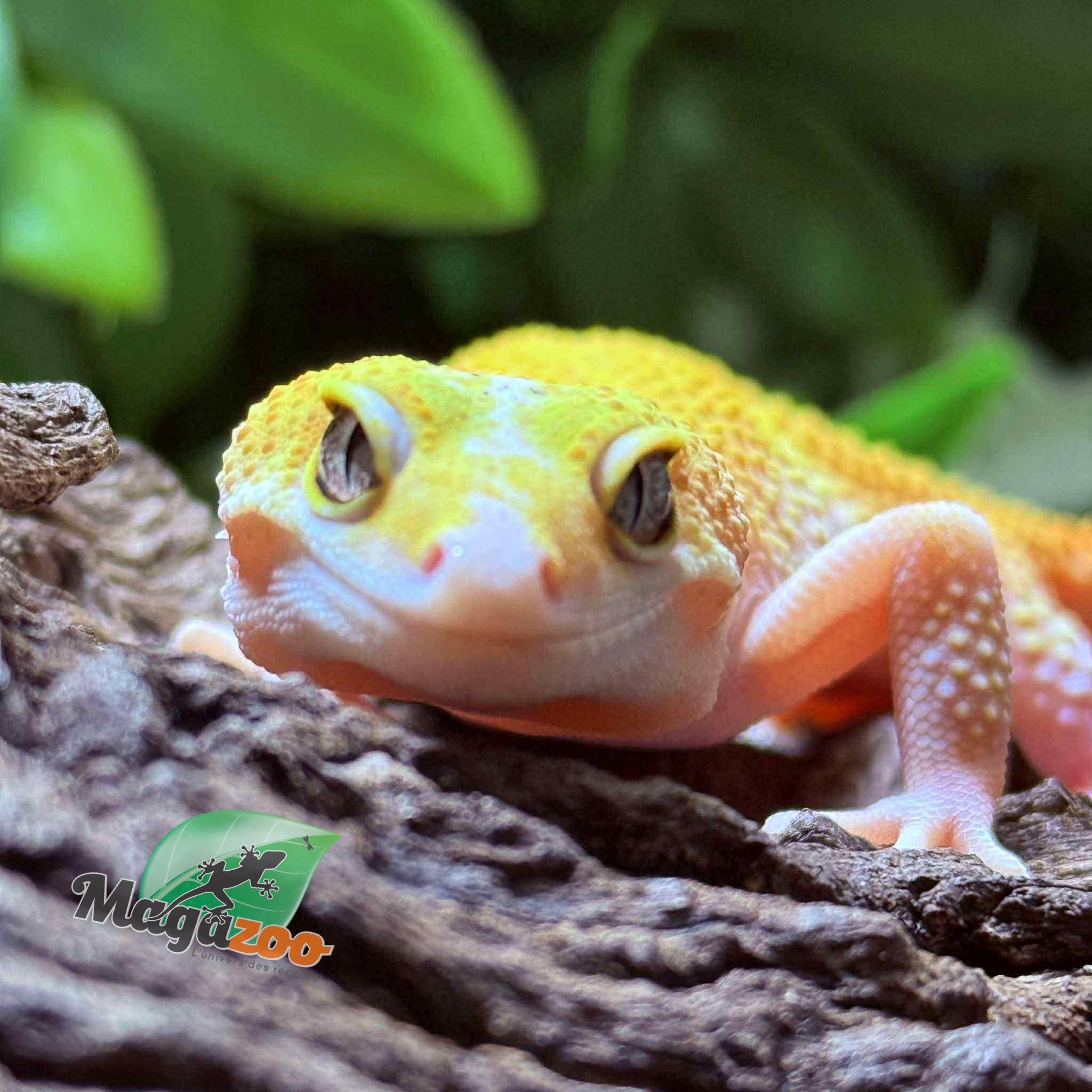 Magazoo Gecko léopard Patternless Éclipse Femelle 29/03/25