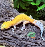 Magazoo Patternless Eclipse Female Leopard Gecko 03/29/25