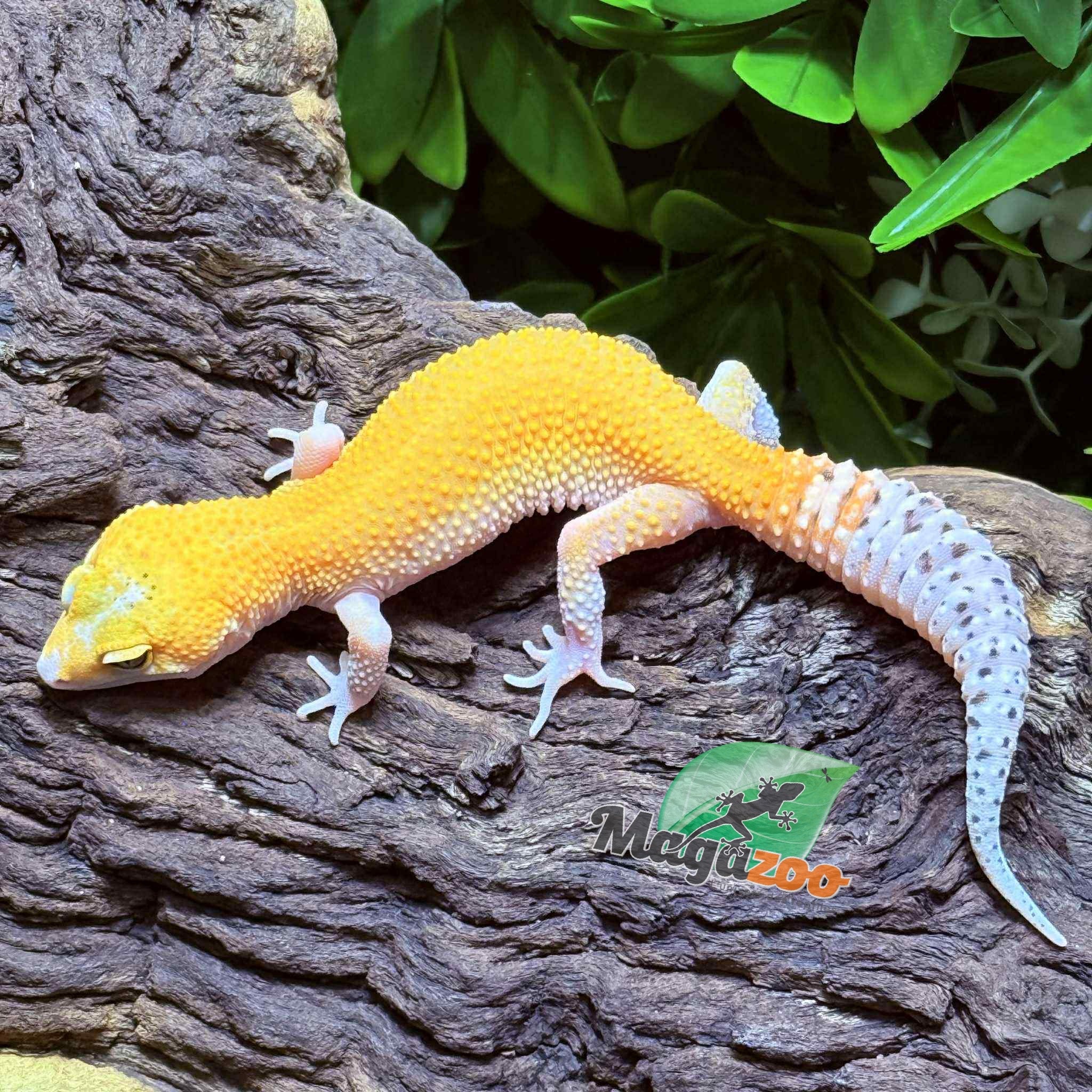 Magazoo Gecko léopard Patternless Éclipse Femelle 29/03/25