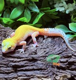 Magazoo Gecko léopard Patternless Éclipse Femelle 29/03/25