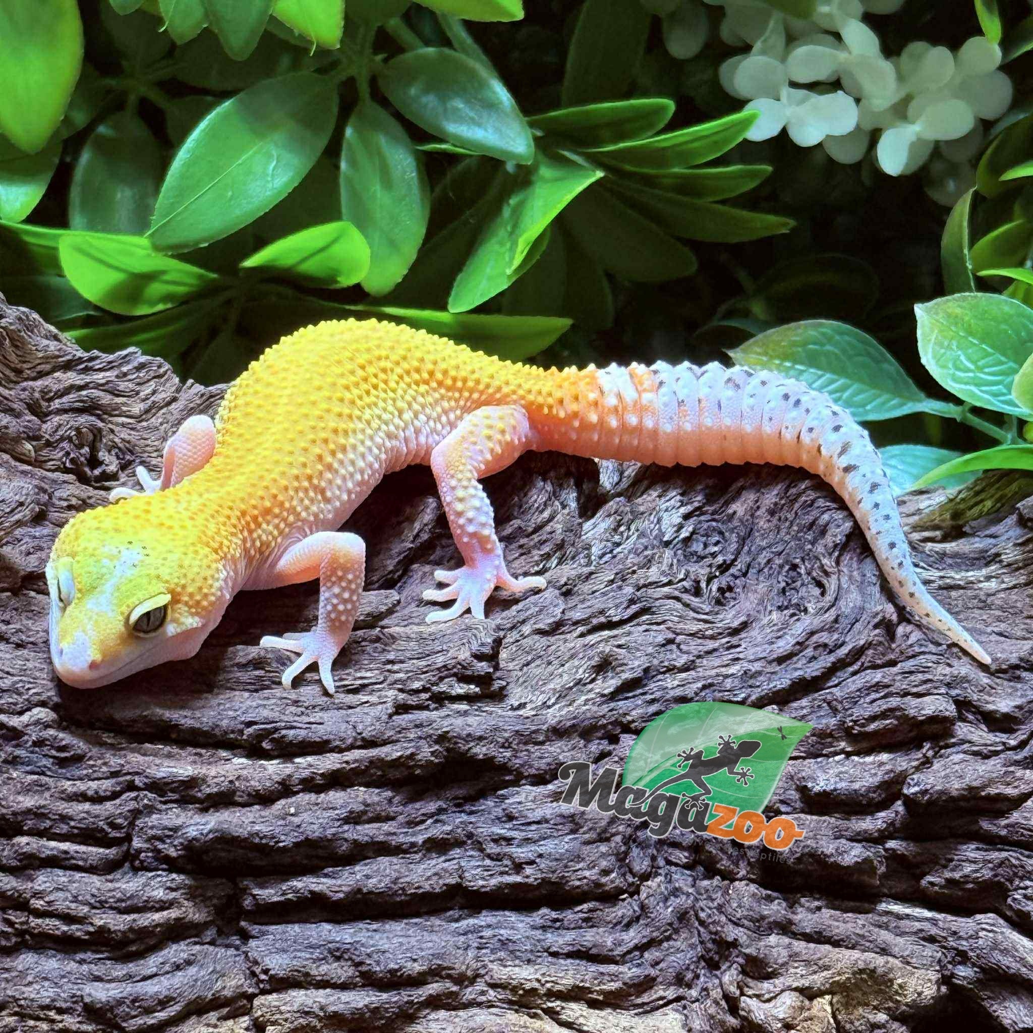 Magazoo Gecko léopard Patternless Éclipse Femelle 29/03/25