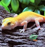 Magazoo Patternless Eclipse Female Leopard Gecko 03/29/25