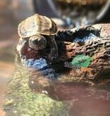 Magazoo Baby Reeves's turtle (Born in May 2025)