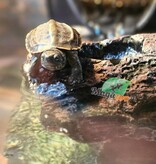 Magazoo Tortue de Reeves Bébé (Né mai 2025)