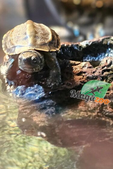 Magazoo Tortue de Reeves Bébé (Né mai 2025)