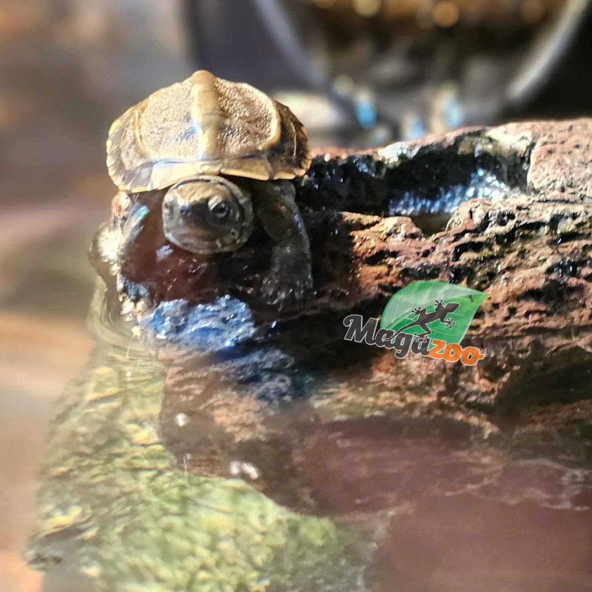 Magazoo Baby Reeves's turtle (Born in May 2025)