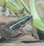 Magazoo Phantasmal Poison Frog (Epipedobates Tricolor) Santa Isabella