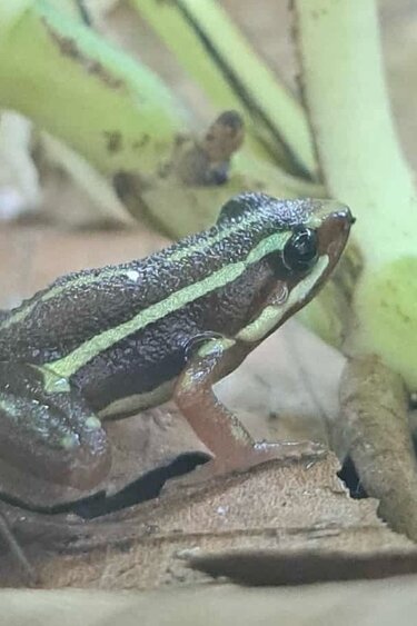 Magazoo Phantasmal Poison Frog (Epipedobates Tricolor) Santa Isabella