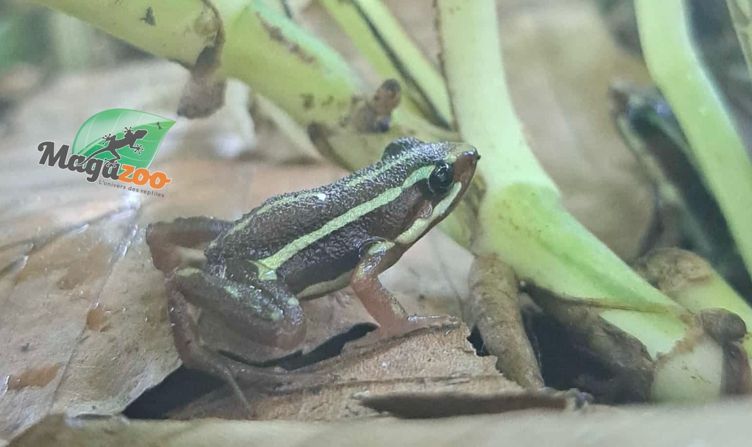 Magazoo Phantasmal Poison Frog (Epipedobates Tricolor) Santa Isabella