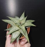Magazoo Haworthia Venosa Tessellata Plant