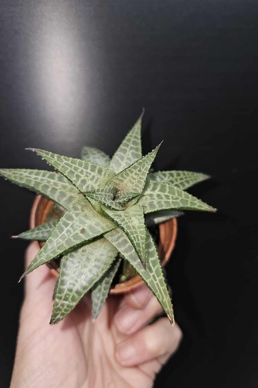 Magazoo Haworthia Venosa Tessellata Plant