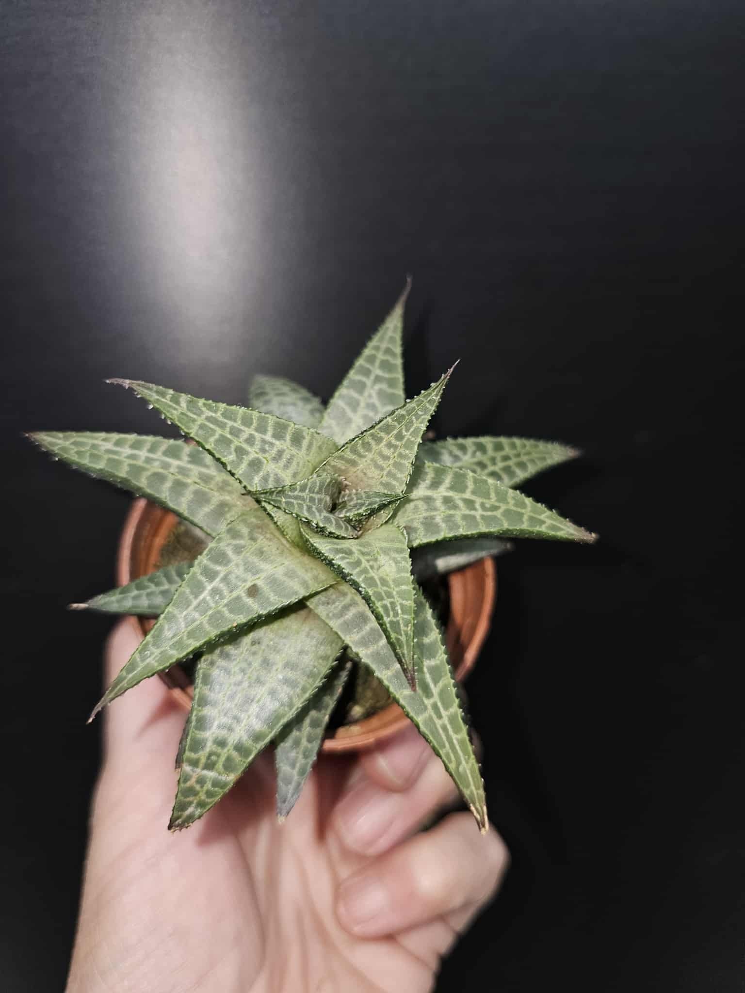 Magazoo Haworthia Venosa Tessellata Plant