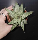 Magazoo Haworthia Venosa Tessellata Plant