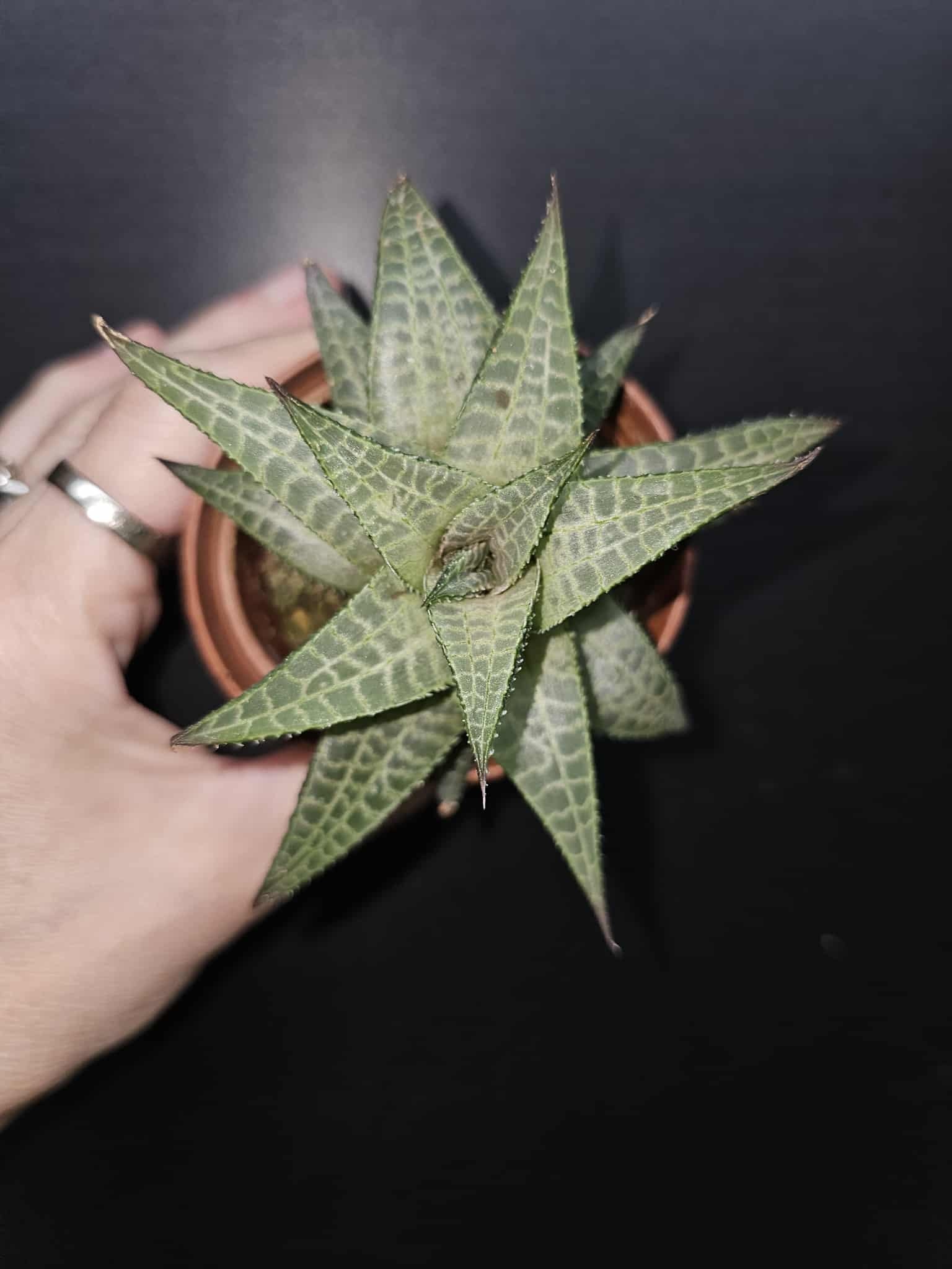 Magazoo Haworthia Venosa Tessellata Plant