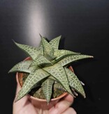 Magazoo Haworthia Venosa Tessellata Plant