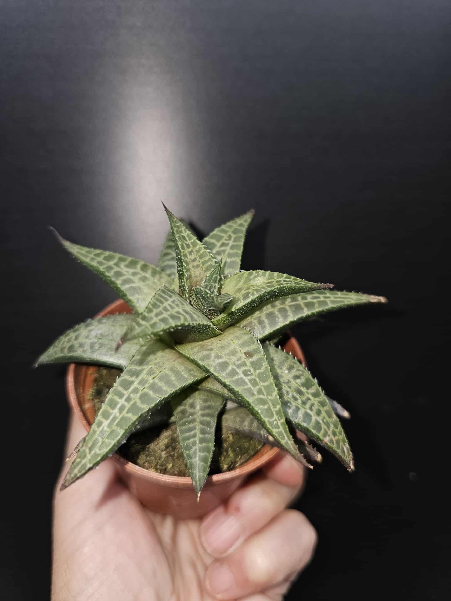Magazoo Plante Haworthia Venosa Tessellata
