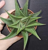 Magazoo Plante Haworthia Limifolia