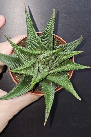 Magazoo Plante Haworthia Limifolia