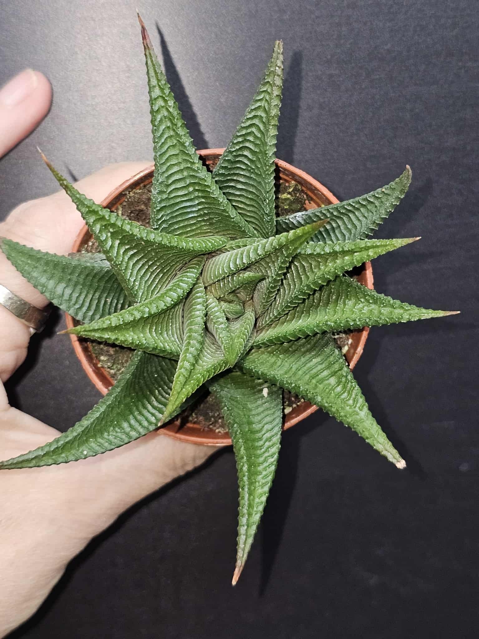 Magazoo Plante Haworthia Limifolia