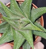 Magazoo Plante Haworthia Limifolia