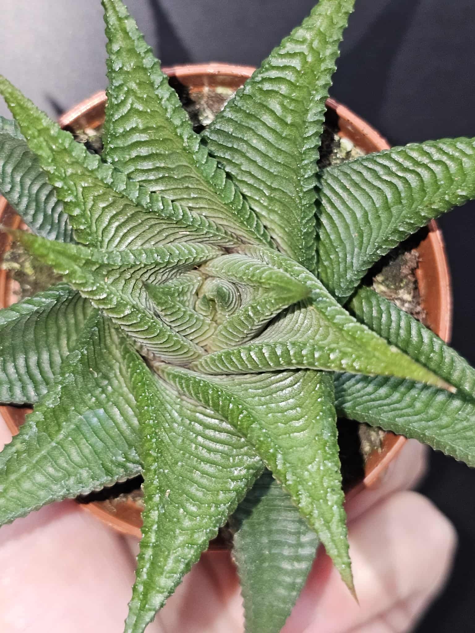 Magazoo Plante Haworthia Limifolia