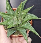 Magazoo Plante Haworthia Limifolia
