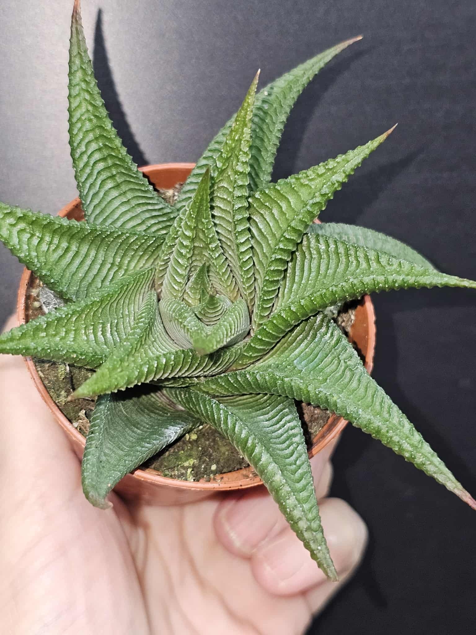 Magazoo Plante Haworthia Limifolia