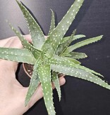 Magazo Plante Aloe arborescens 'Torch aloe'