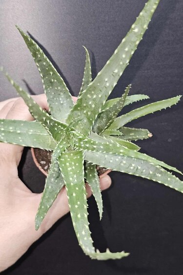 Magazo Plante Aloe arborescens 'Torch aloe'