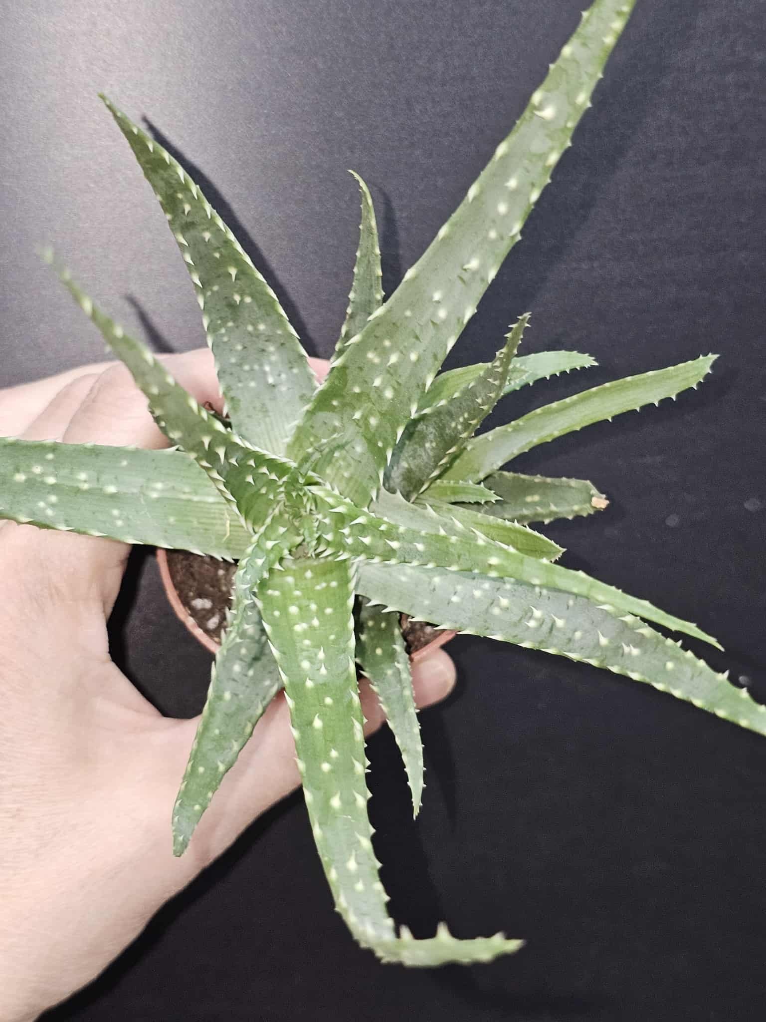 Magazo Aloe arborescens 'Torch aloe' Plant