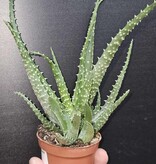 Magazo Aloe arborescens 'Torch aloe' Plant